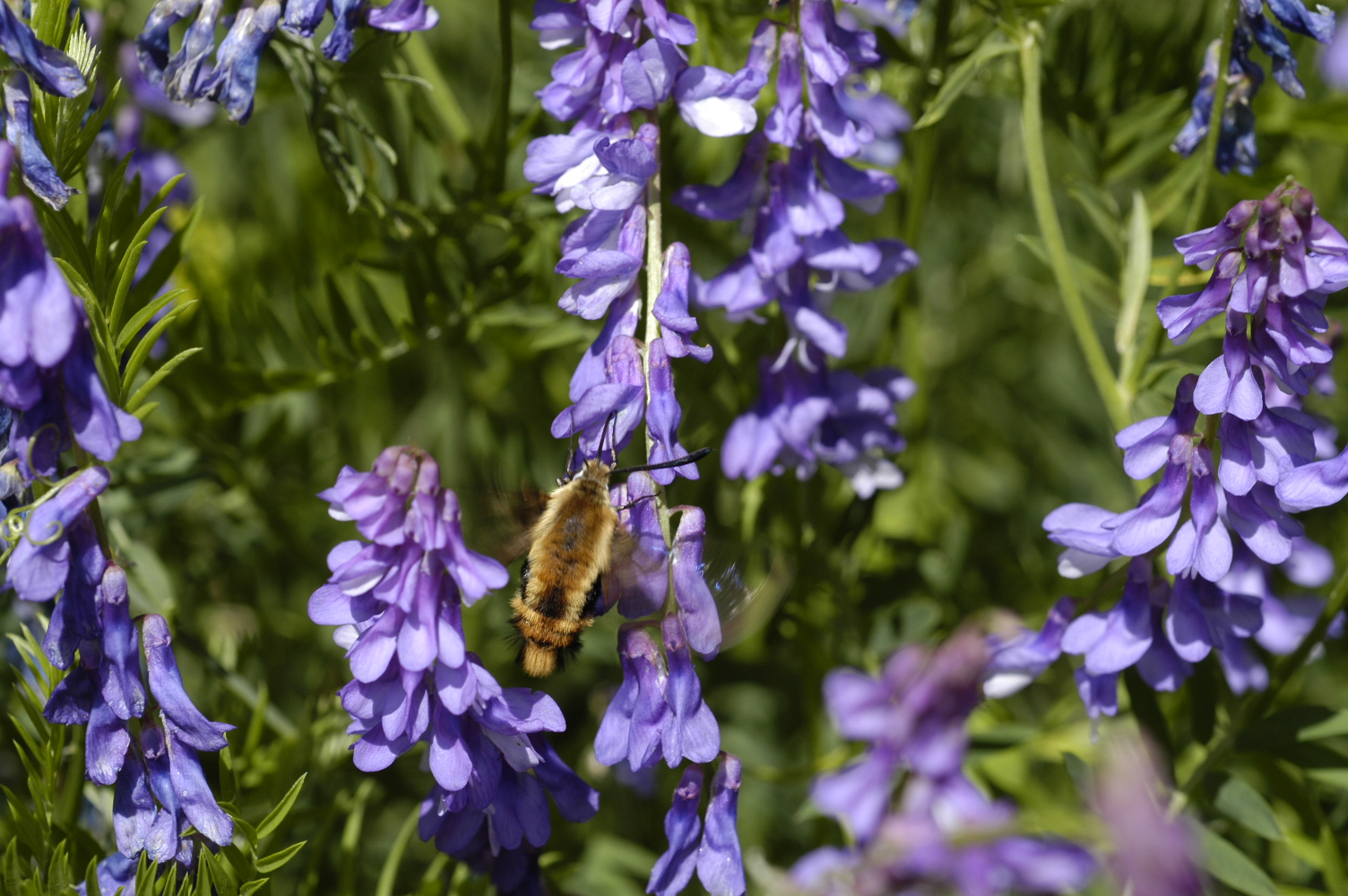 bumblebee sphinx adult